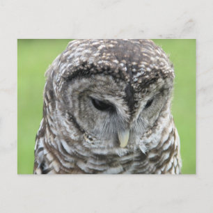 Barred Owl Portret Briefkaart