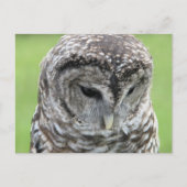 Barred Owl Portret Briefkaart (Voorkant)