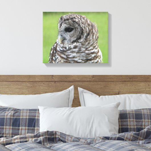 Barred Owl Portret Canvas Afdruk (Insitu (Slaapkamer))