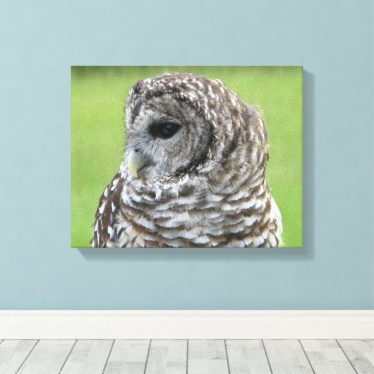Barred Owl Portret Canvas Afdruk (Insitu (Houten vloer))