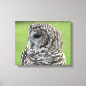 Barred Owl Portret Canvas Afdruk (Voorkant)