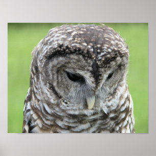 Barred Owl Portret Poster
