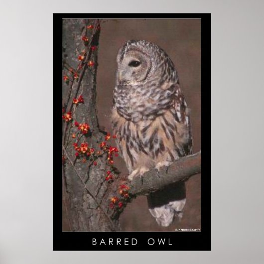 Barred Owl Poster (Voorkant)
