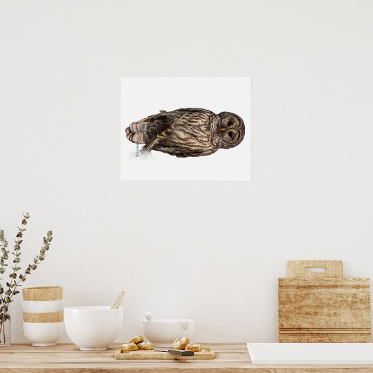 Barred Owl - poster (Keuken)