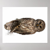 Barred Owl - poster (Voorkant)