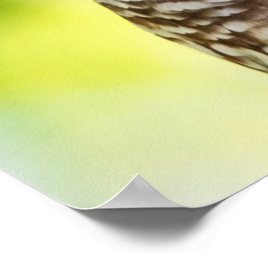 Barred Owl Poster (Hoek)