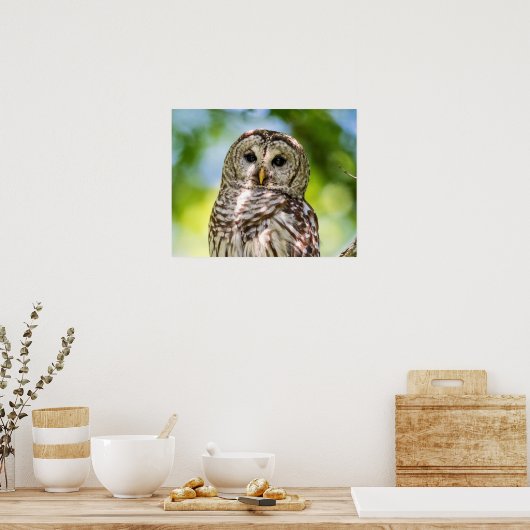 Barred Owl Poster (Keuken)