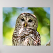 Barred Owl Poster (Voorkant)