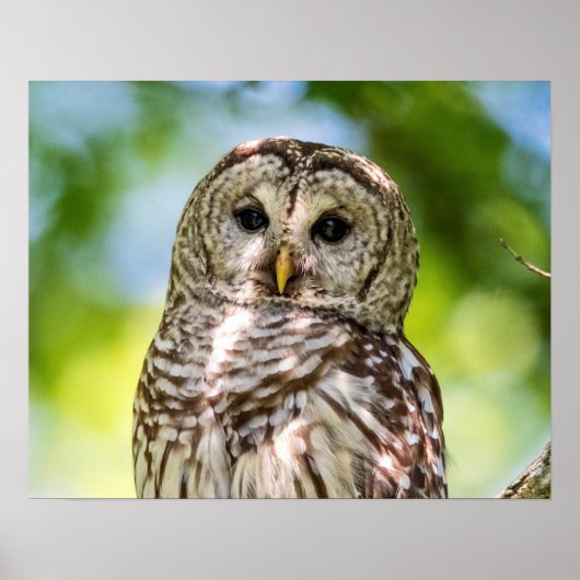 Barred Owl Poster (Voorkant)