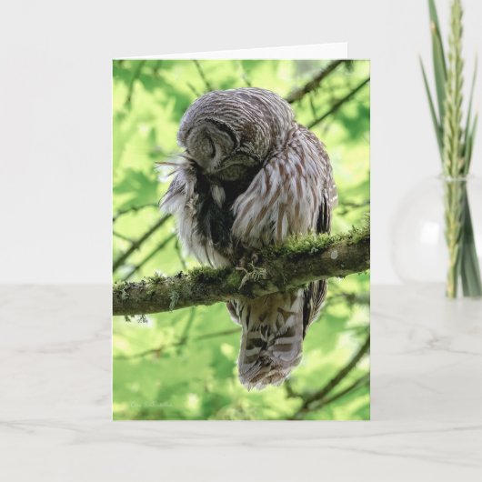 Barred Owl Preening - Bedankt (Voorkant)