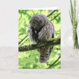 Barred Owl Preening - Bedankt