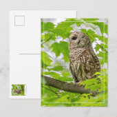Barred Owl profiel Briefkaart (Voorkant / Achterkant)