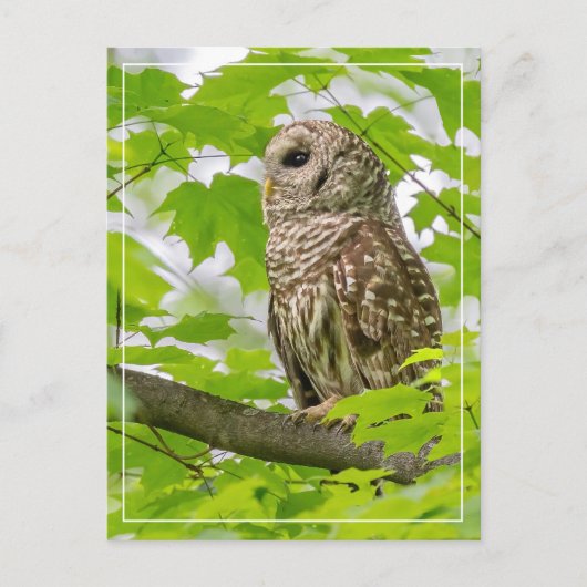 Barred Owl profiel Briefkaart (Voorkant)