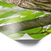 Barred Owl profiel Foto Afdruk (Hoek)