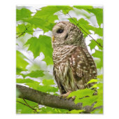Barred Owl profiel Foto Afdruk (Voorkant)