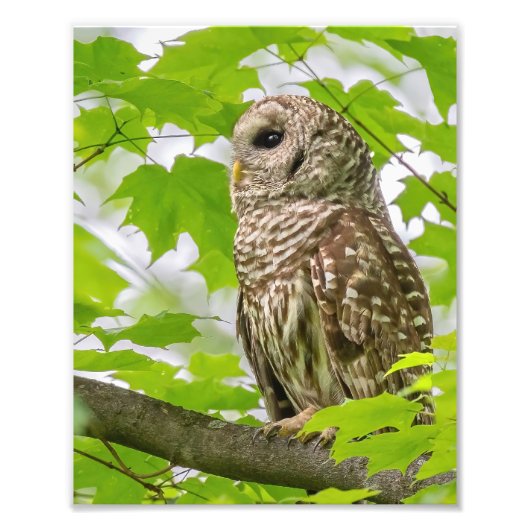 Barred Owl profiel Foto Afdruk (Voorkant)