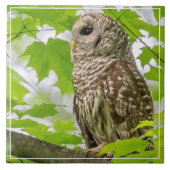 Barred Owl profiel Tegeltje (Voorkant)