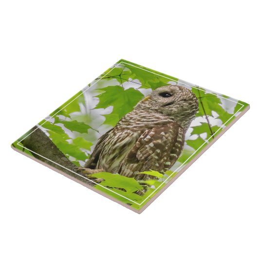 Barred Owl profiel Tegeltje (Zijkant)