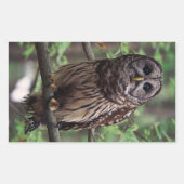 Barred Owl Rechthoekige Sticker (Voorkant)