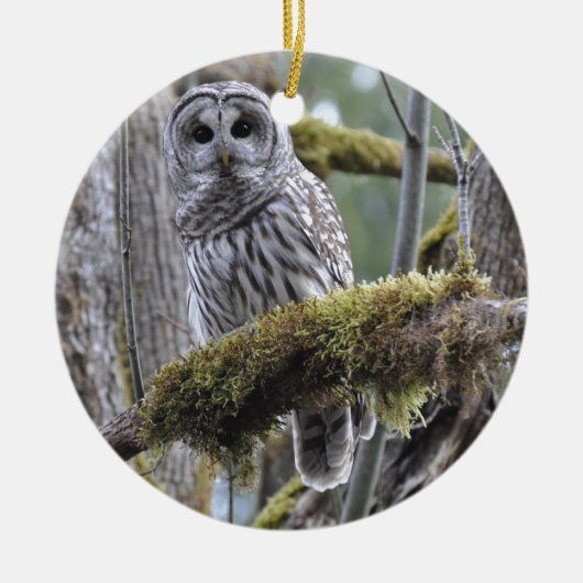 Barred Owl Resten op een moss Covered Limb Keramisch Ornament (Voorkant)