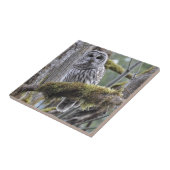 Barred Owl Resten op een moss Covered Limb Tegeltje (Zijkant)