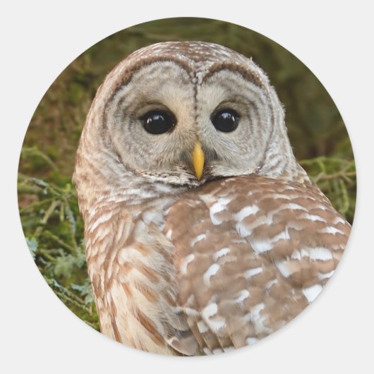 Barred Owl Ronde Sticker (Voorkant)