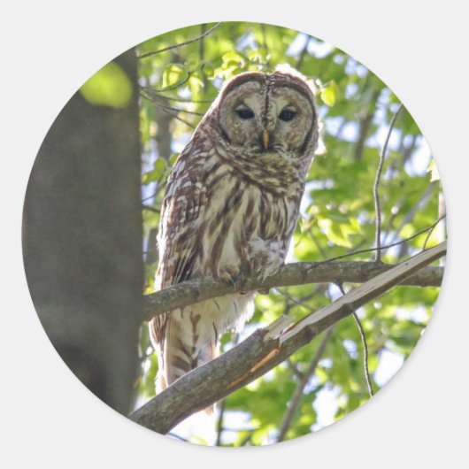 Barred Owl Ronde Sticker (Voorkant)