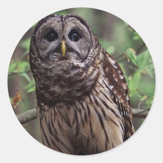 Barred Owl Ronde Sticker (Voorkant)