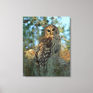 Barred Owl rookt in sommige Spaanse moss Canvas Afdruk