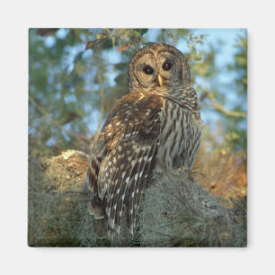 Barred Owl rookt in sommige Spaanse moss Magneet