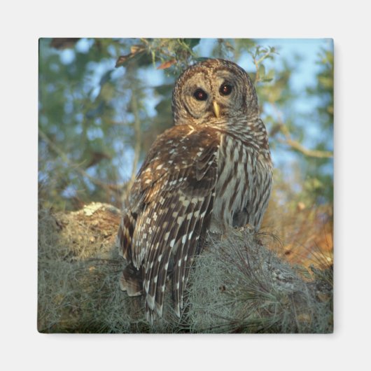 Barred Owl rookt in sommige Spaanse moss Magneet (Voorkant)