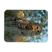 Barred Owl rookt in sommige Spaanse moss Magneet (Horizontaal)