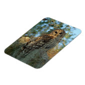 Barred Owl rookt in sommige Spaanse moss Magneet (Linkerzijde)