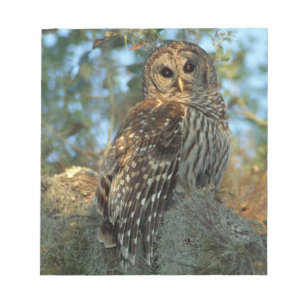 Barred Owl rookt in sommige Spaanse moss Notitieblok