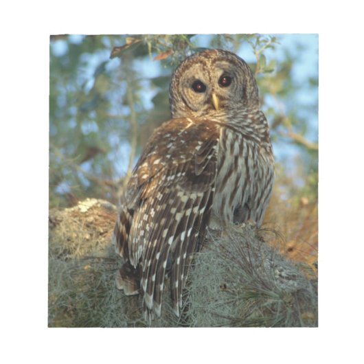 Barred Owl rookt in sommige Spaanse moss Notitieblok (Voorkant)