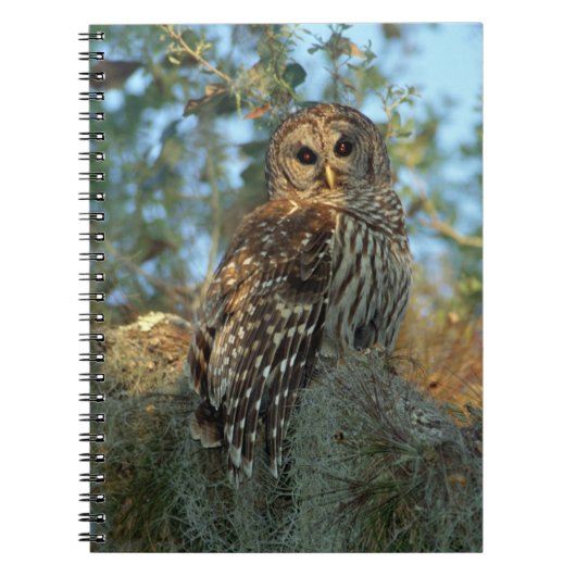 Barred Owl rookt in sommige Spaanse moss Notitieboek (Voorkant)