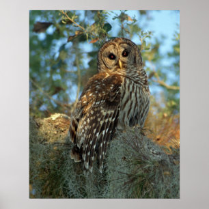 Barred Owl rookt in sommige Spaanse moss Poster
