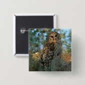 Barred Owl rookt in sommige Spaanse moss Vierkante Button 5,1 Cm (Voorkant /achterkant)