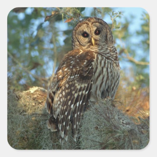 Barred Owl rookt in sommige Spaanse moss Vierkante Sticker (Voorkant)