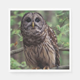 Barred Owl Servet