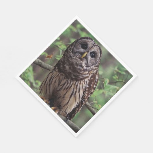 Barred Owl Servet (Hoek)