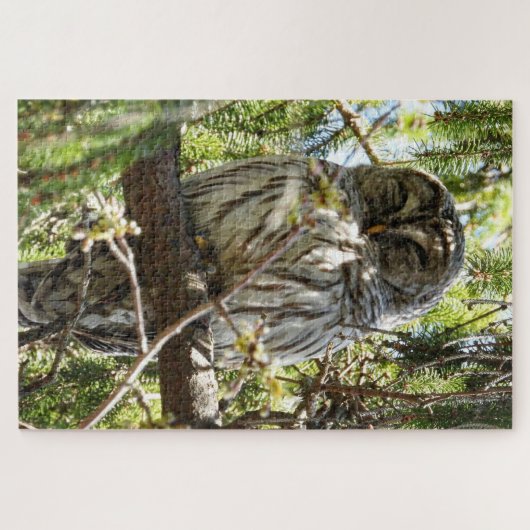 Barred Owl slaapt in Evergreen Tree Jigzaag Puzzle Legpuzzel (Horizontaal)