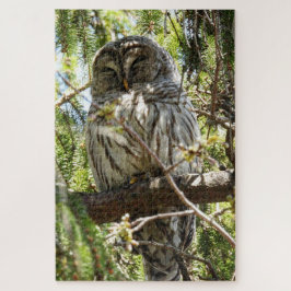 Barred Owl slaapt in Evergreen Tree Jigzaag Puzzle Legpuzzel