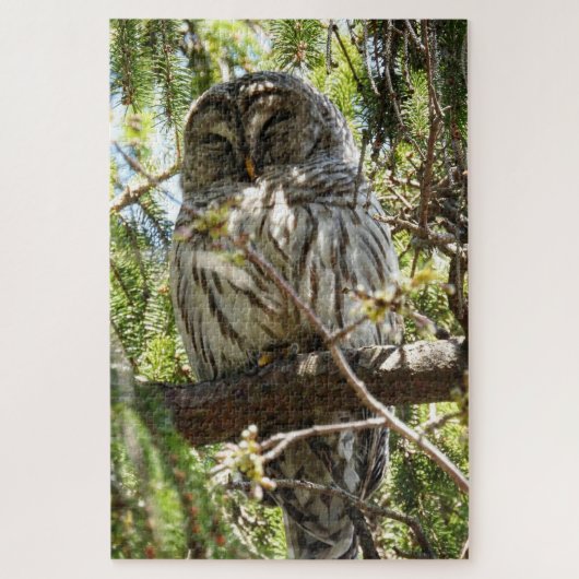 Barred Owl slaapt in Evergreen Tree Jigzaag Puzzle Legpuzzel (Verticaal)