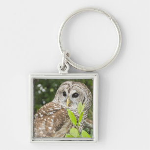 Barred Owl Sleutelhanger