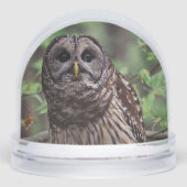 Barred Owl Sneeuwbol (Voorkant)