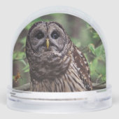 Barred Owl Sneeuwbol (Achterkant)
