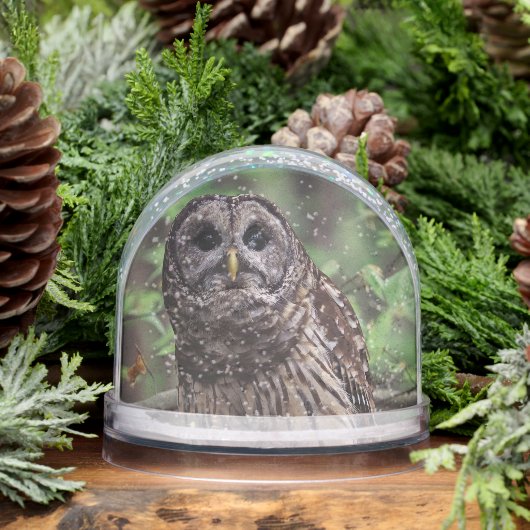 Barred Owl Sneeuwbol (Winter)
