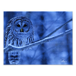 Barred Owl Snow Storm Foto Afdruk