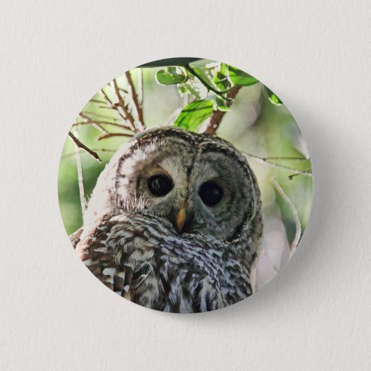 Barred Owl Staring Ronde Button 5,7 Cm (Voorkant)